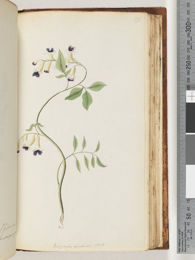 171. oldal Bignonia australis H.K alkotó: Unknown artist