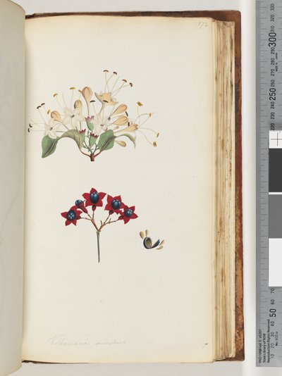 172. oldal Volkameria scandens / The Cumberland Tree alkotó: Unknown artist