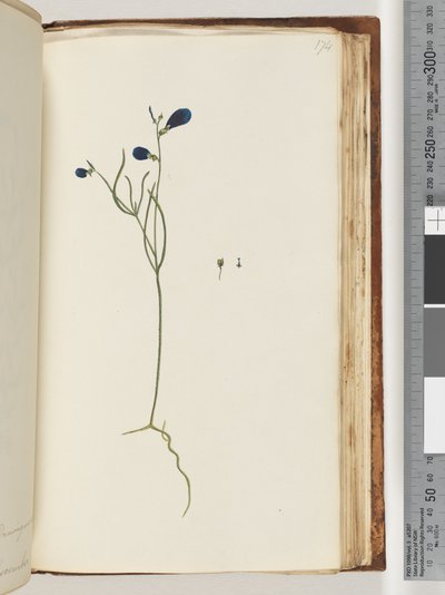 174. oldal. Azonosítatlan növény alkotó: Unknown artist
