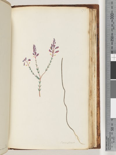 175. oldal Comaspernia alkotó: Unknown artist