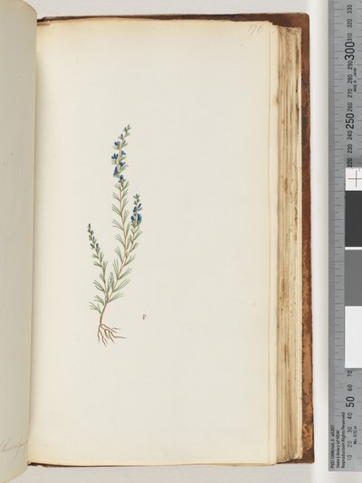 176. oldal. Azonosítatlan növény alkotó: Unknown artist