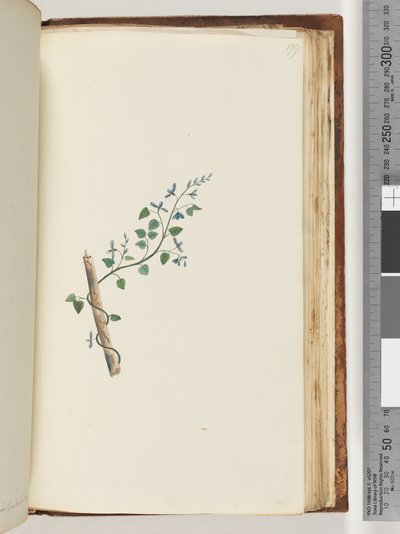 179. oldal. Azonosítatlan növény alkotó: Unknown artist