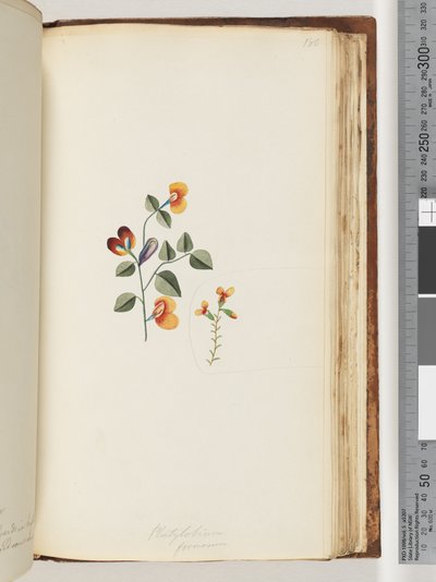180. oldal Platylobium formosum / Handsome Flat-pea alkotó: Unknown artist