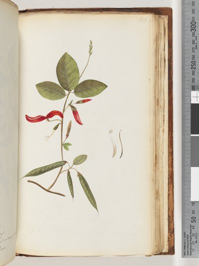 183. oldal. Azonosítatlan növények alkotó: Unknown artist