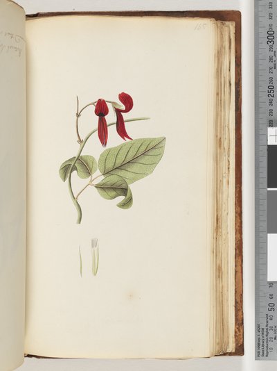 185. oldal Azonosítatlan növény alkotó: Unknown artist