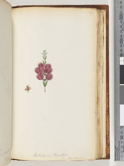 189. oldal Melaleuca thymifolia. Lin: Transac alkotó: Unknown artist
