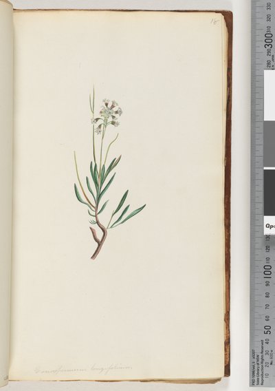18. oldal Conospermum longifolium Hosszú, leveles Tobozmagok alkotó: Unknown artist