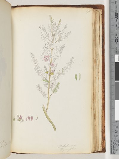 190. oldal Melaleuca thymifolia / Kakukkfű Méz, mirtusz alkotó: Unknown artist