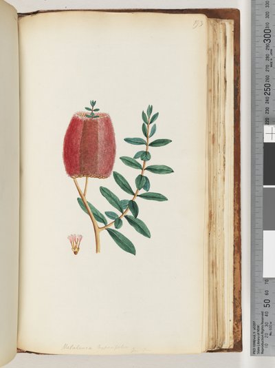 193. oldal Melaleuca hypericifolia /Mézes mirtusz alkotó: Unknown artist