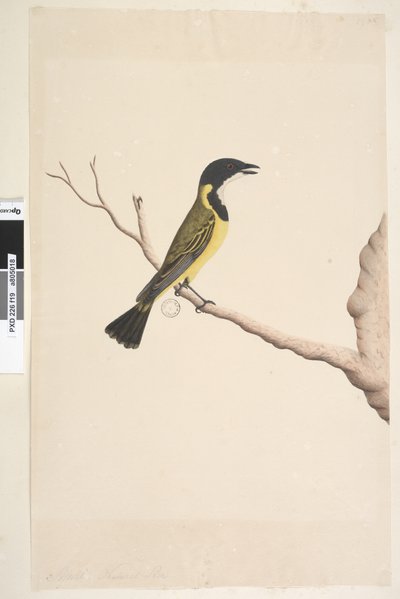 19. oldal április. Természetes méretű Golden Whistler Pachycephala pectoralis, kan, 1791-92 alkotó: Unknown artist