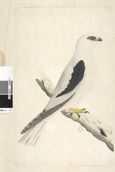 1. oldal Falco, Augustatban látható balra lent, eltérő kézben augusztus természetes méretben. Fekete vállas sárkány Elanus axillaris Elanus notatus, 1791-92 alkotó: Unknown artist