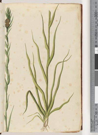 1. oldal Philydrum lanuginosum alkotó: Unknown artist