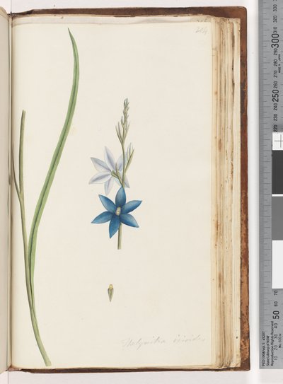 204. oldal Thelymitra ixiodes / Foltos naporchidea alkotó: Unknown artist