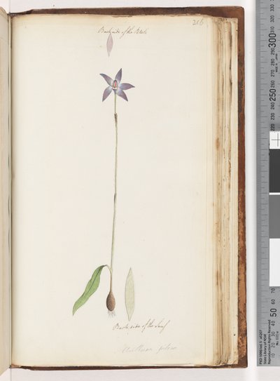 206. oldal A szirmok hátoldala. A levél hátoldala. Arethusa pilosa / viasz ajak orchidea alkotó: Unknown artist