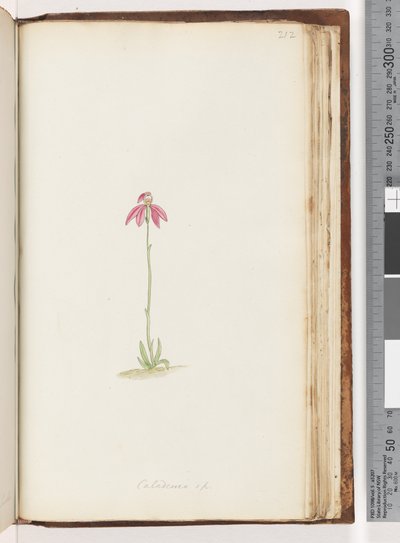 212. oldal Caladenia sp alkotó: Unknown artist