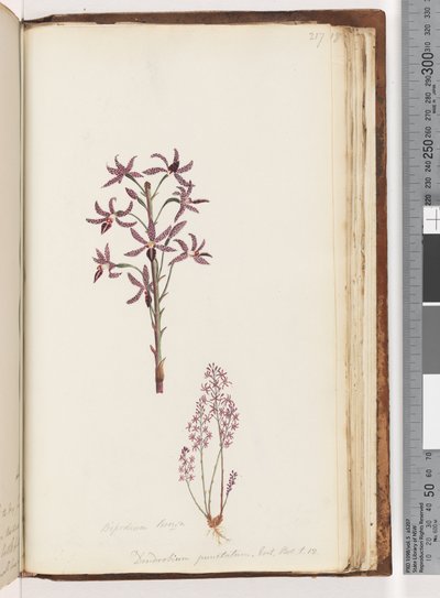 217. oldal. Dipodium Brown / Dendrobium punctatum. Exot. Bot. t. 12. Jácint orchidea alkotó: Unknown artist