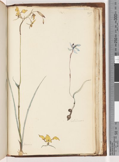 219. oldal. Caladenia / Diuris két növény alkotó: Unknown artist