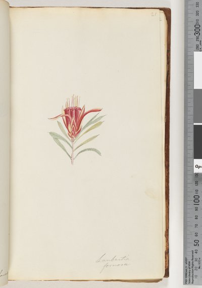 21. oldal Lambertia formosa / Mountain Devil alkotó: Unknown artist