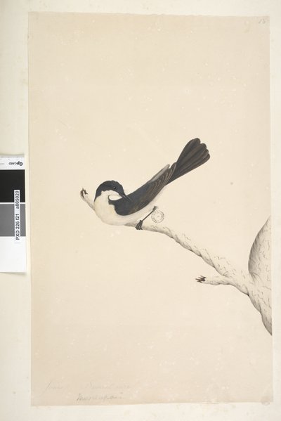 21. oldal Musciopa. fenti cím más kézben június. Természetes méretű nyugtalan légykapó Myiagra inquieta Seisura inquieta, 1791-92 alkotó: Unknown artist