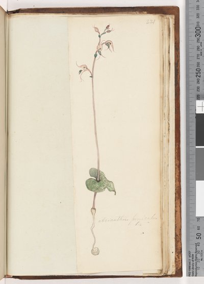 221. oldal. Acianthus fornicatus Br Pixie Caps alkotó: Unknown artist