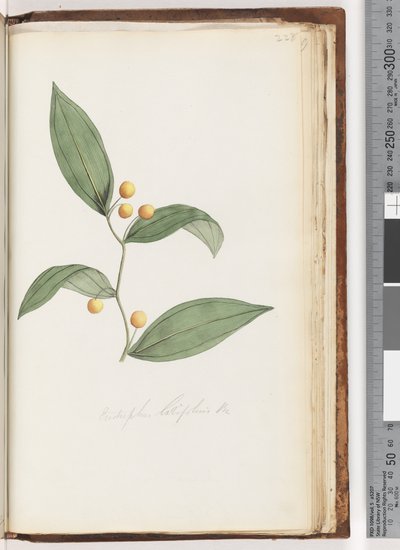 228. oldal Eustrephus latifolius Br. Wombat Berry alkotó: Unknown artist