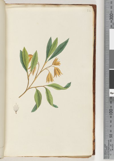 22. oldal. Azonosítatlan növény alkotó: Unknown artist