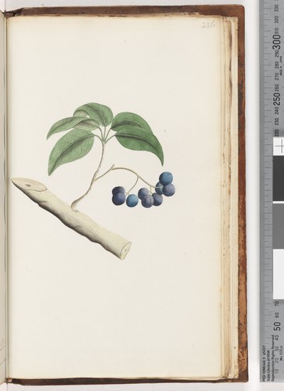 236. oldal. Azonosítatlan növény alkotó: Unknown