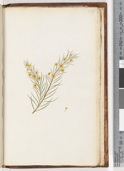 239. oldal. Azonosítatlan növény alkotó: Unknown artist