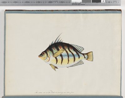 23. oldal. Azonosítatlan hal alkotó: Unknown artist