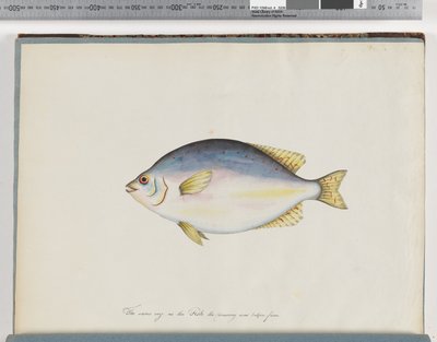 24. oldal Azonosítatlan hal alkotó: Unknown artist