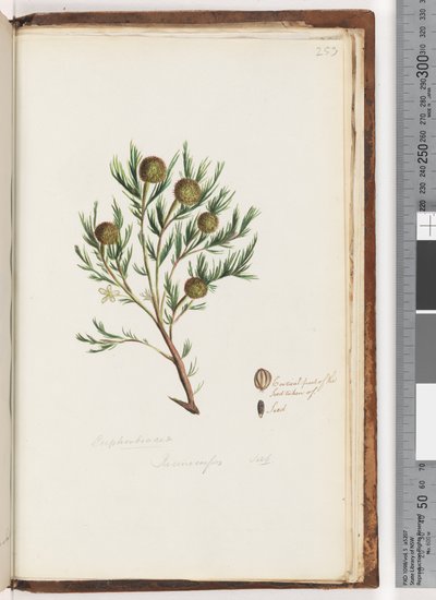 253. oldal. Euphorbiaceae / Ricinocarpus  ...? Esküvői bokor alkotó: Unknown artist
