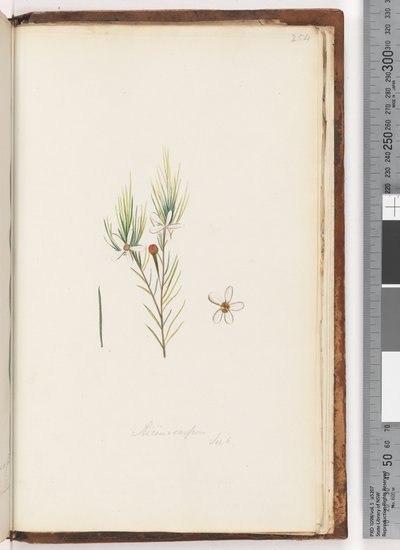 254. oldal Ricinocarpus / ?? alkotó: Unknown artist