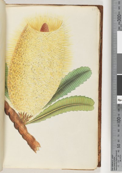 25. oldal. Azonosítatlan növény alkotó: Unknown artist