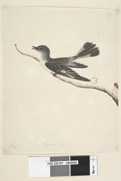 27. oldal május. Természetes méretű csuklyás vörösbegy, nőstény Melanodryas cucullata, 1791-92 alkotó: Unknown artist