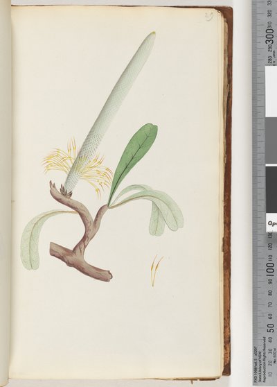 29. oldal Coast Banksia alkotó: Unknown artist