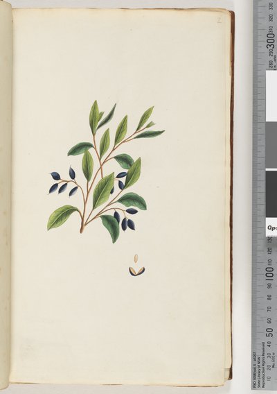 2. oldal Azonosítatlan növény alkotó: Unknown artist