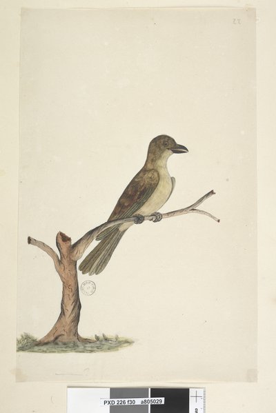 30. oldal...? Norfolk-szigeti feketerigó? Aplonis fuscus, nőstény, 1791-92 alkotó: Unknown artist