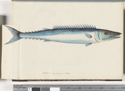 32. oldal Barracouta alkotó: Unknown artist