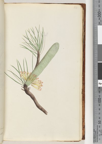 33. oldal Növény, Banksia spinulosa alkotó: Unknown artist