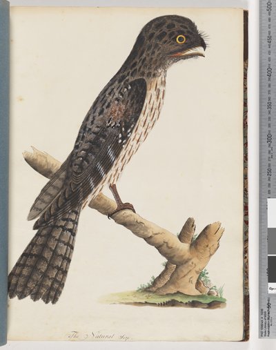 33. oldal Tawny Frogmouth. Gracile Goatscker alkotó: Unknown artist