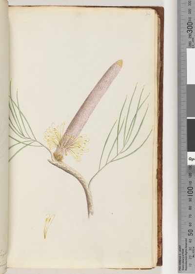 34. oldal. A Banksia alkotó: Unknown artist