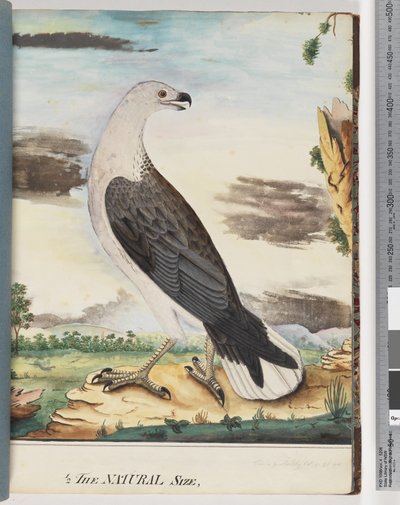 34. oldal. Fehérmellű tengeri sas, a hónaljsólyom szövetségese alkotó: Unknown artist