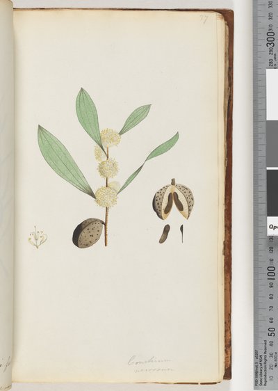 37. oldal Conchium nervosum (akvarell) alkotó: Unknown artist