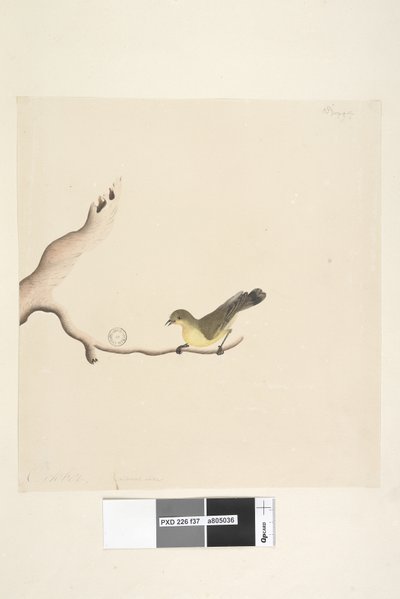 37. oldal október. Természetes méretű Yellow Thornbill Acanthiza nana, 1791-92 alkotó: Unknown artist