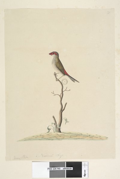 40. oldal Ügyfélszolgálat. Természetes méretű vörös, szemöldökpinty Neochmia brevis Aegintha brevis, 1791-92 alkotó: Unknown artist