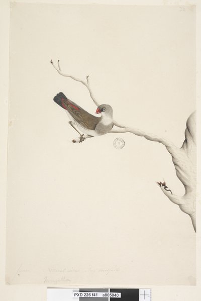41. oldal Fringilla. fenti cím más kézben június. Természetes méret. Kétes írisz Diamond Firetail Stagonopleura guttata, éretlen, 1791-92 alkotó: Unknown artist