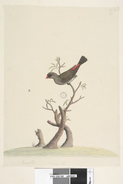42. oldal Fringilla. alsó közepén különböző kézben Természetes méret Diamond Firetail Stagonopleura guttata, 1791-92 alkotó: Unknown artist