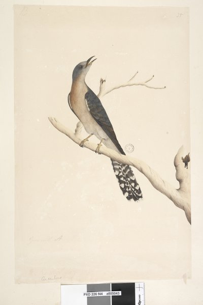 44. oldal Cuculus. cím felett, más kézben Természetes méretben. a bal felső sarokban a harmadik kézben B és a bal alsó sarokban megy A-val, azaz. f.45 Legyező, farkú kakukk Cacomantis pyrrhophanus, hím, 1791-92 alkotó: Unknown artist