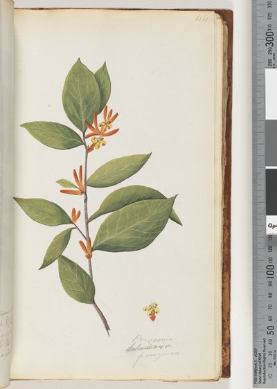 44. oldal Personia / Schraderia ferruginea alkotó: Unknown artist