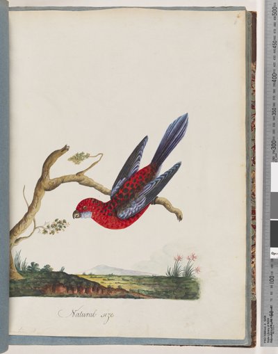 45. oldal Bíbor Rosella. Zászlópapagáj alkotó: Unknown artist